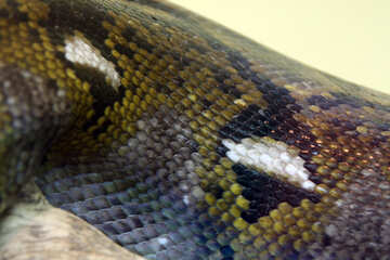The texture. Bright  pattern   skin  snakes. №10304