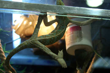 Chameleon  in  aquarium №10162