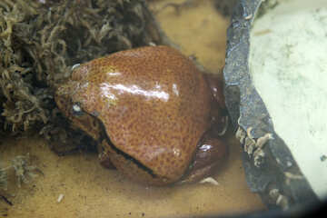 Exotic  toad  №10124