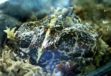Frog   Ceratophrys №10206