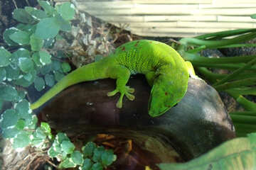 Gecko Madagascar  №10689