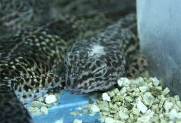 Leopardo  Gecko №10312