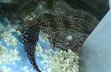  leopardo  gecko №10359