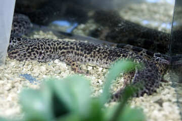  leopardo  Gecko №10413