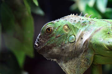 Beautiful  iguana №10401