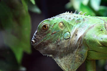 Green  iguana №10154