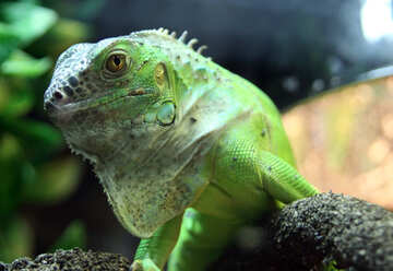 Verde  iguana №10294