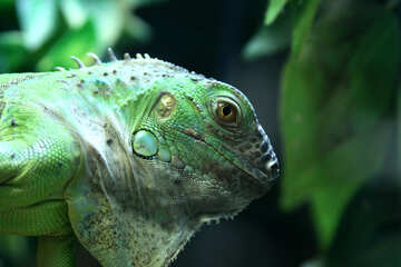 Verde  iguana №10325