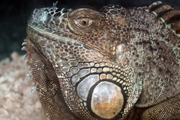 Verde  iguana.  Rosso  sottospecie. №10175