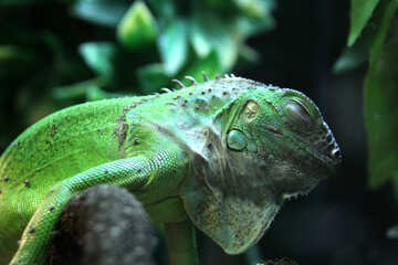 Green  iguana  sleep №10257