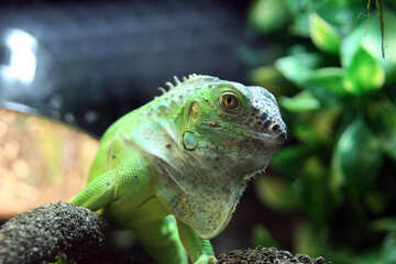 Iguana  Verde  Cor №10337