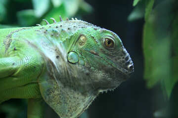 Iguana  -  household  animal №10389