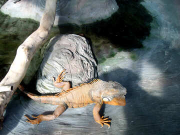 Iguana in sole №10630