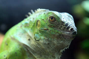 Muzzle  Green  Iguana №10334