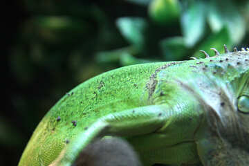 The texture.  Small  iguana №10356