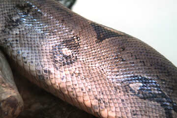 Serpent  peau №10236