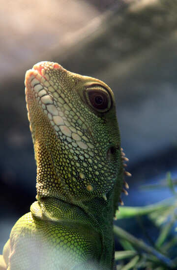 Water- agama.  Large.  Head.   №10166