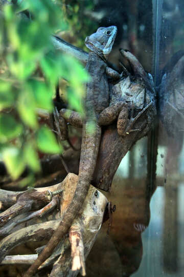Lizard  Basiliscus  in  cage №10295