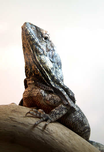 Frill-necked   lizard №10136