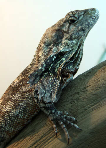 Frill-necked  lizard №10263
