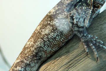 Texture  Frill-necked  lizard №10250