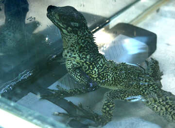 Water  lizard №10204