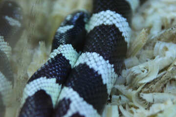 California  Royal  Snake    №10242