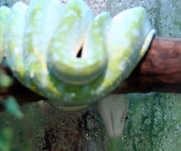 Green  python №10366