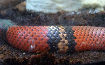 Honduras Royal Snake  №10717