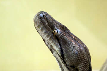 Muzzle  python. №10213