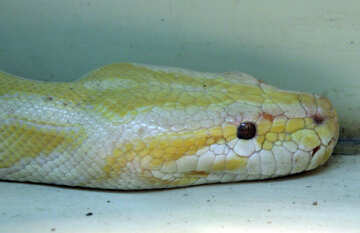 Serpente  albino №10333