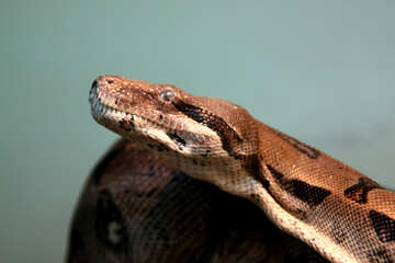 Snake.  Python. №10287