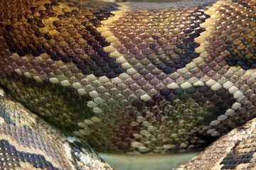 Pattern  snakes. №10279