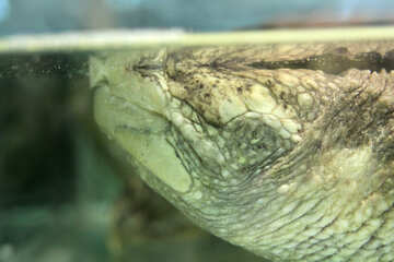Schiocco  tartaruga    acqua №10386