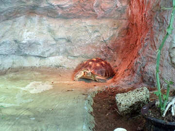 Stellate turtle №10696