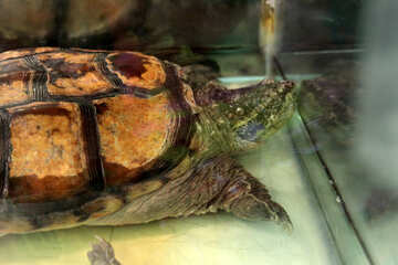 Turtle   in  aquarium №10348