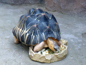 Schildkröte isst №10692