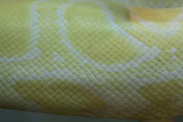 Текстура. Змія. №10244