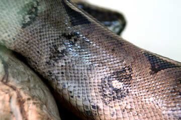 Texture  snake  skins. №10367