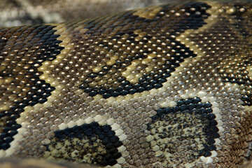 Snake  skin.  Texture. №10203
