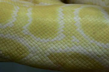 The texture. Snake.  Skin. №10425