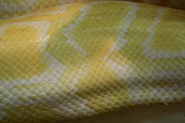 Bright  Snake  skin.  Texture. №10362