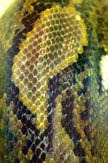 The texture.  Color  Snake  skin. №10283