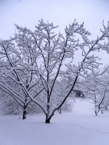 Magnolia  and   snow №10553