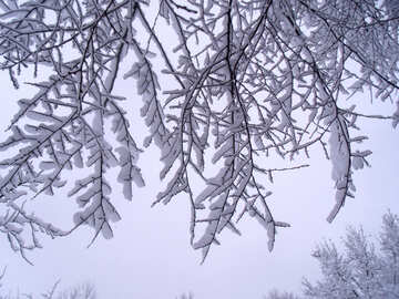 Branches  with  snow  №10508