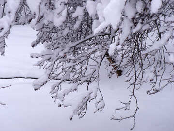 Branches    snow №10580