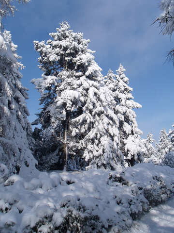 Geada  e  sol,  Neve  e  Natal árvore. №10510