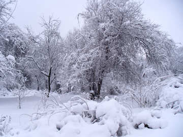 Nieve  Parque №10516