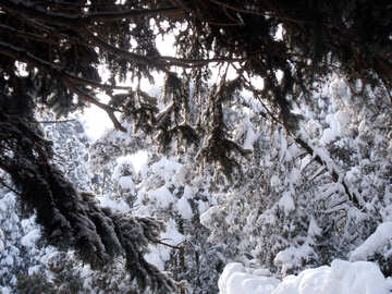 Tree  branches  Snow  №10517