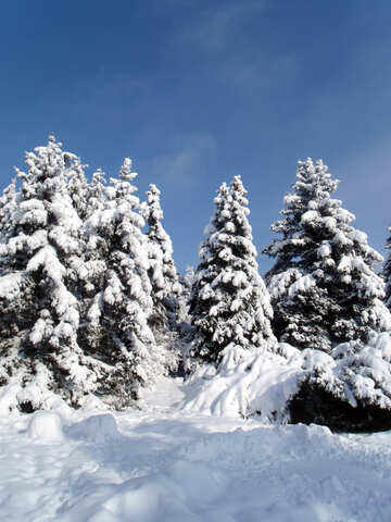 Árbol  Nieve  sol 